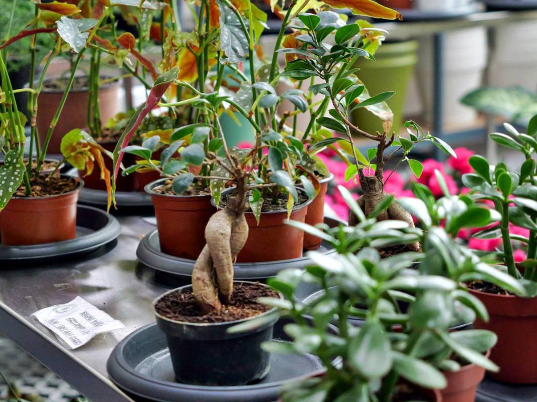 Etimesgut'ta çiçekler yeniden açıyor! Çiçek Hastanesi tam not aldı 13